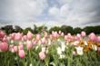 Albany Tulip Festival, Maple Weekends, Fiber Tours and Live...